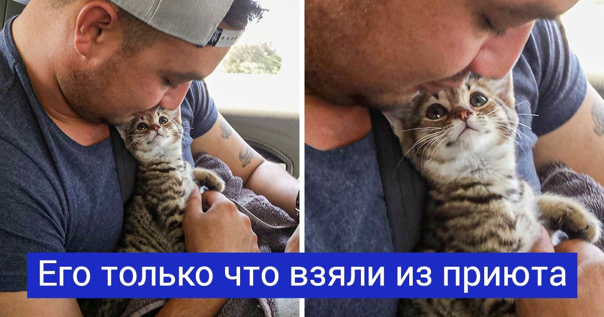 19 питомцев, которые так смотрят на своих хозяев, словно в душу им заглядывают 19 питомцев, которые так смотрят на своих хозяев, словно в душу им заглядывают
