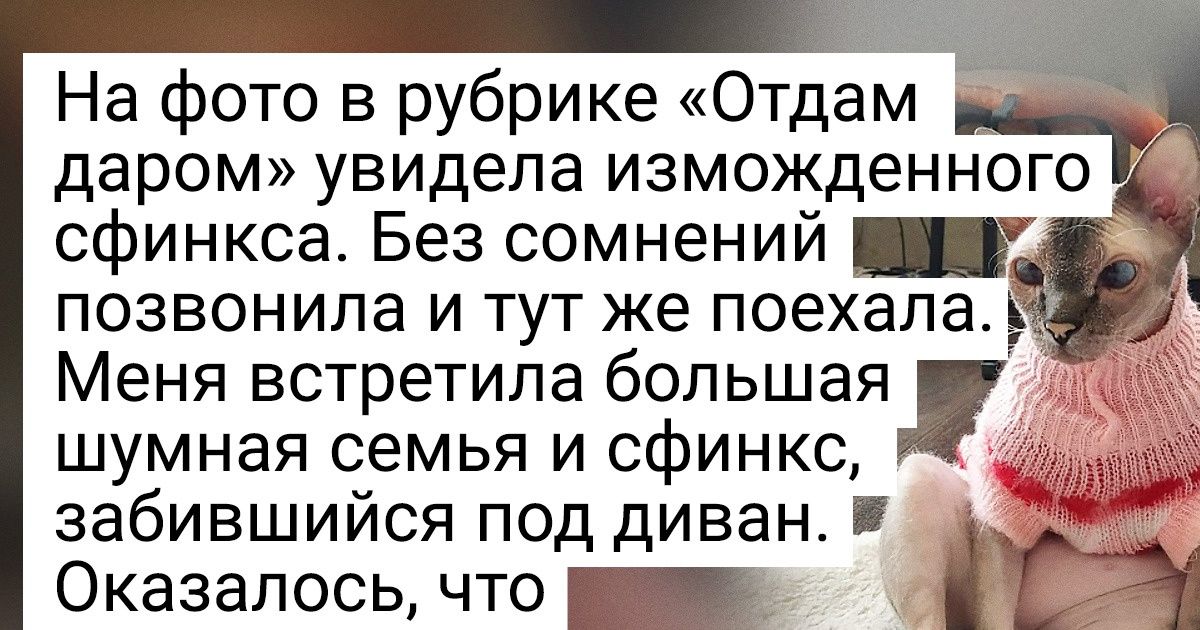 Девушка, которая последние 12 лет жизни посвятила кошкам, рассказала, кто есть кто в этом пушистом мире