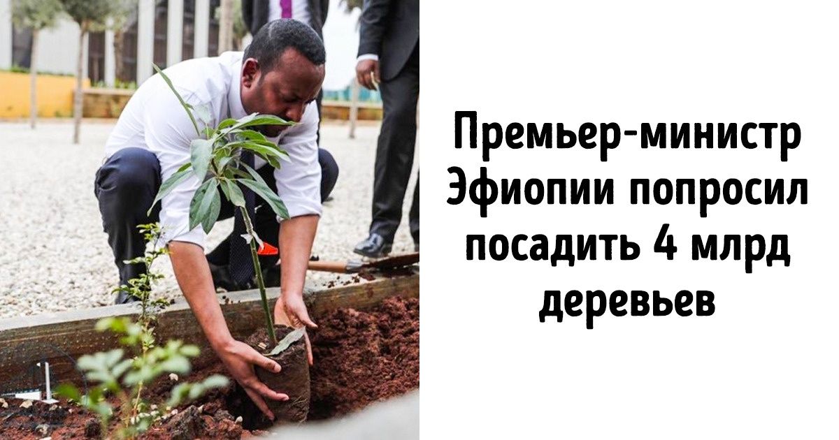 В Эфиопии посадили 353 млн деревьев за день. И это дарит надежду всей планете