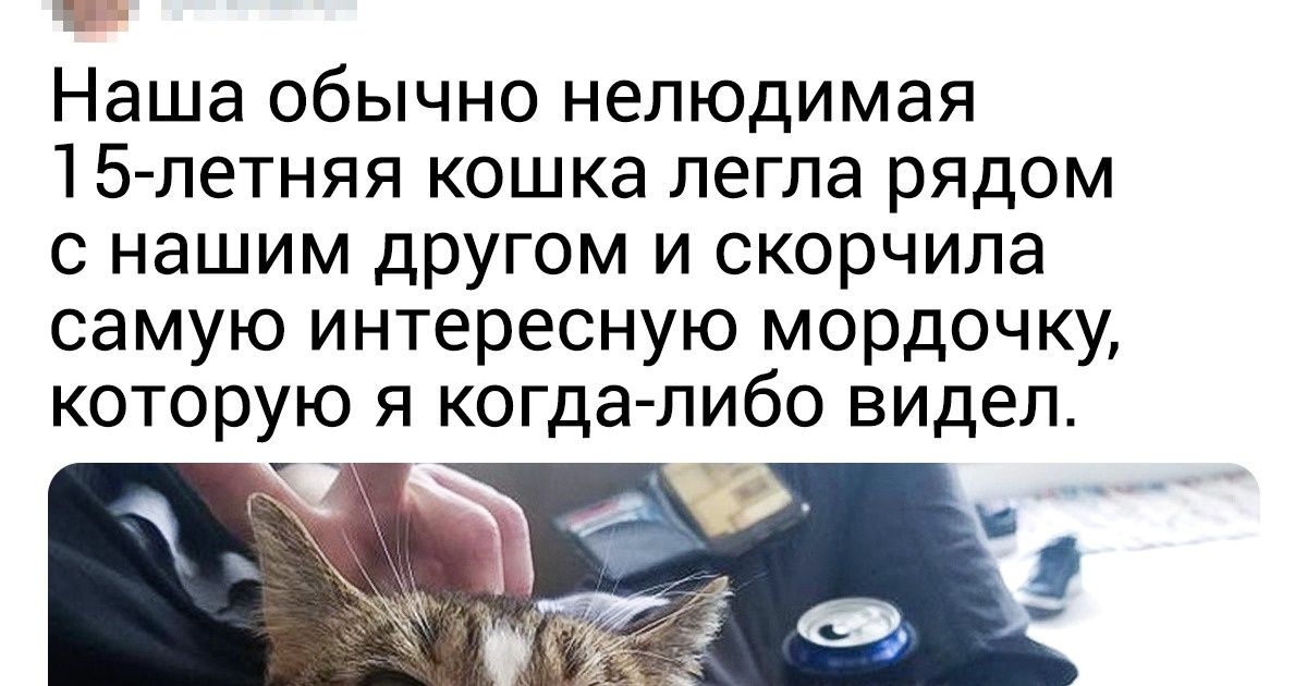 17 стареньких животных, в которых очарования больше, чем в весенних цветах 17 стареньких животных, в которых очарования больше, чем в весенних цветах