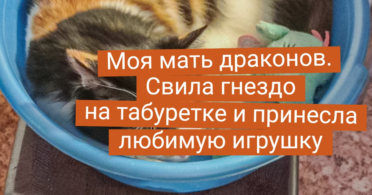 20 хвостиков, которым и целый мир не мил без их излюбленной игрушки 20 хвостиков, которым и целый мир не мил без их излюбленной игрушки