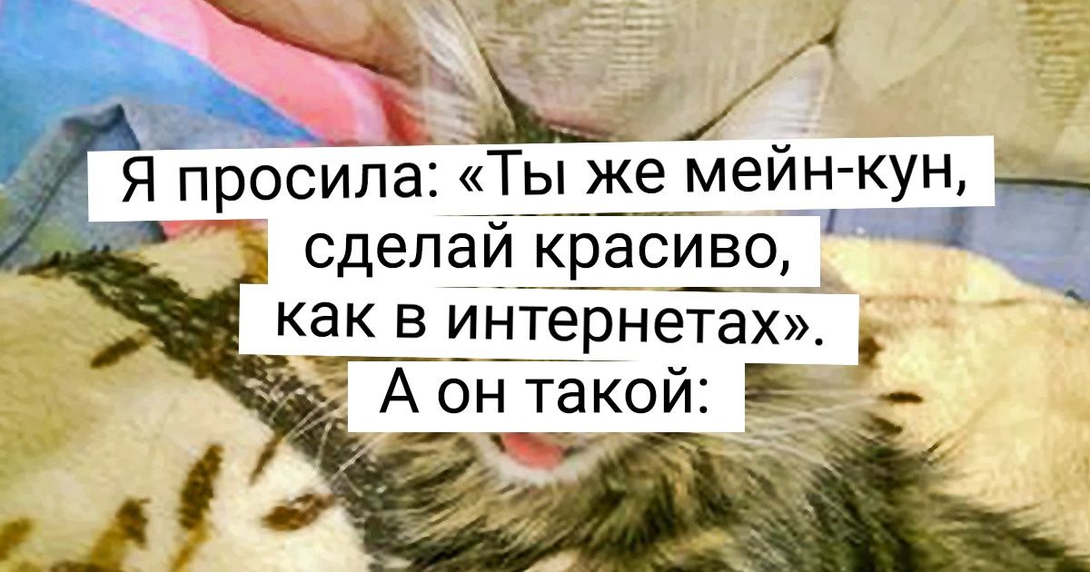 20+ читателей AdMe, которые признаются: «Наша киса с причудами, но все равно самая любимая»