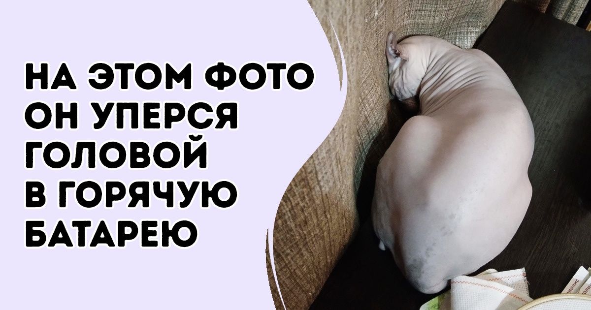 20+ сфинксов, которые в поисках тепла и уюта так напоминают нас с вами