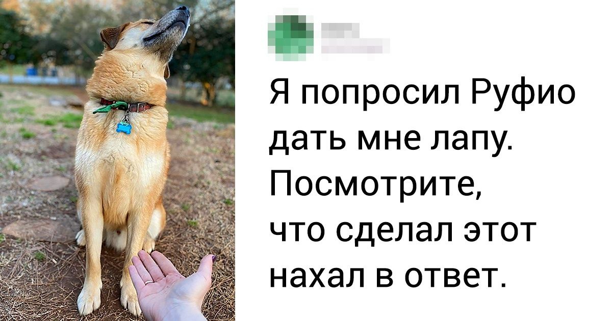 20 пушистых морд, от наглости которых аж дух захватывает