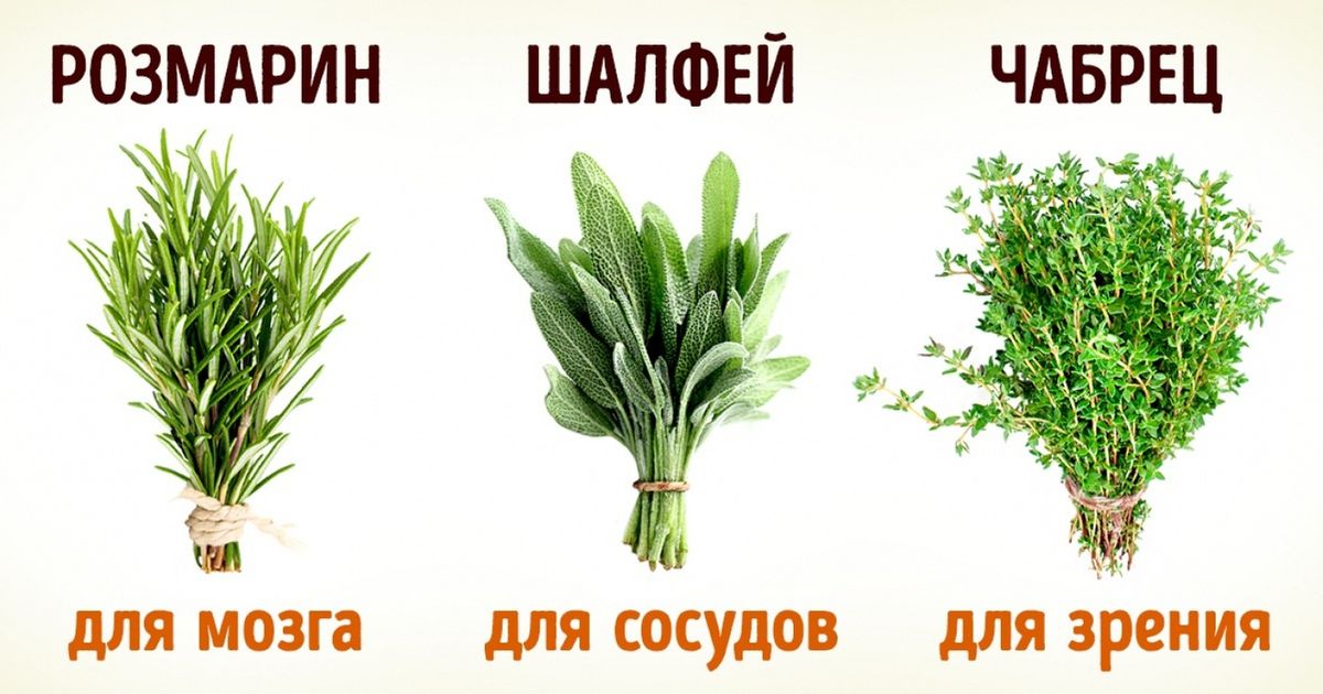 8 полезных трав, которые можно вырастить дома