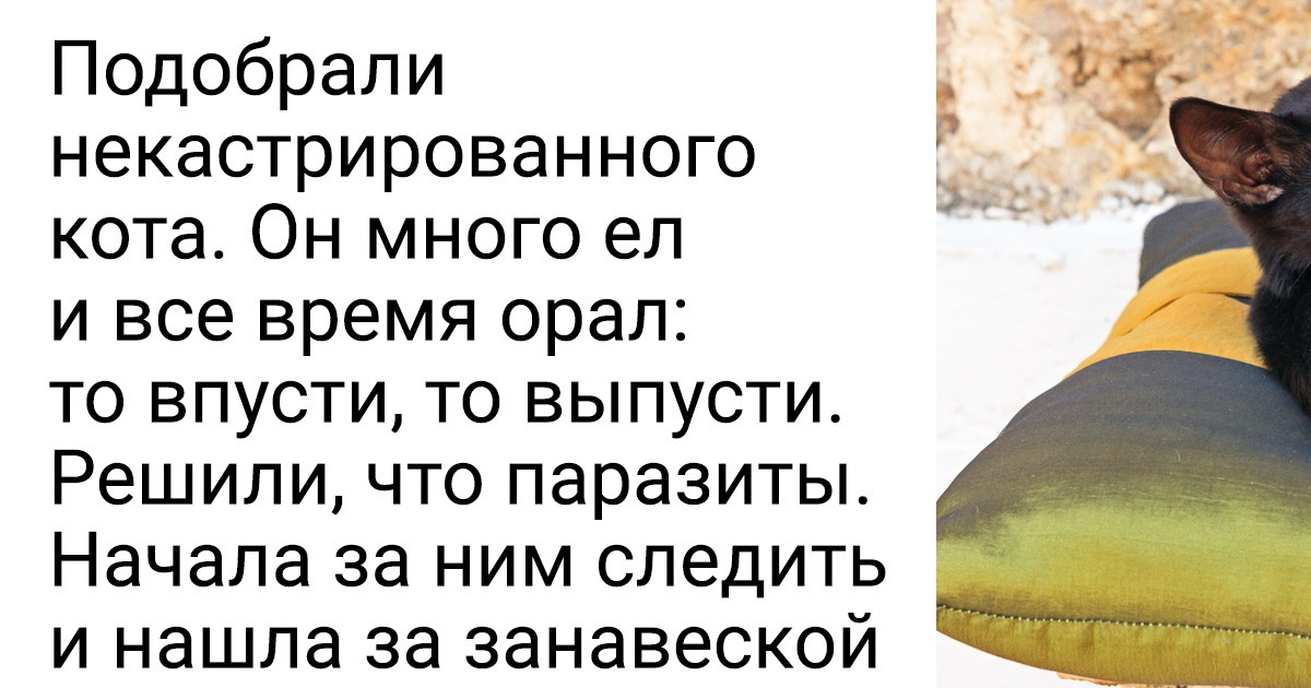14 человек, которые не хотели котов, но усатые морды решили иначе 14 человек, которые не хотели котов, но усатые морды решили иначе