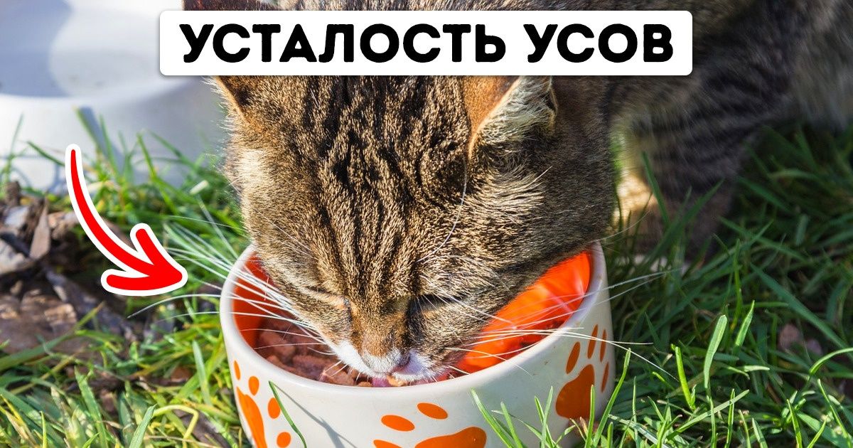 19 фактов о животных, которые могут и ошарашить, если узнавать их без психологической подготовки