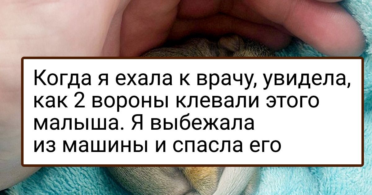 20 комочков милоты, которые совсем недавно пришли в этот мир и уже его завоевали