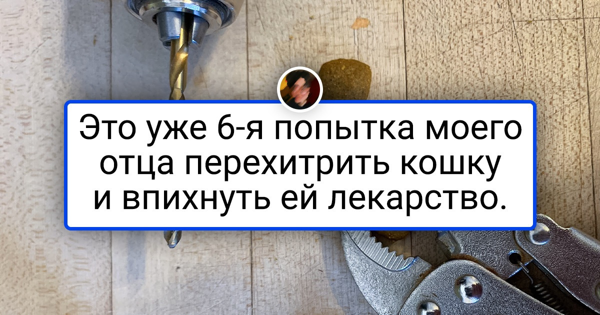 18 хвостатых негодяев, которые живут по своим правилам, и плевать они хотели на ожидания хозяев 18 хвостатых негодяев, которые живут по своим правилам, и плевать они хотели на ожидания хозяев