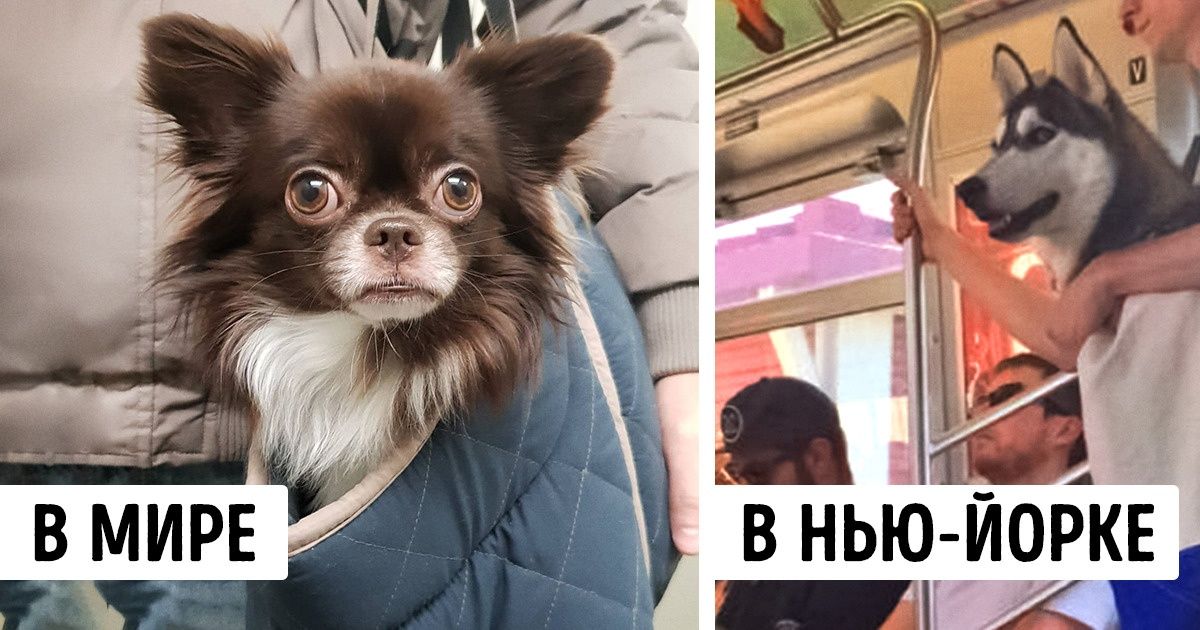 Власти Нью-Йорка запретили провозить в метро собак, которые не помещаются в сумке. Но жители города выкрутились