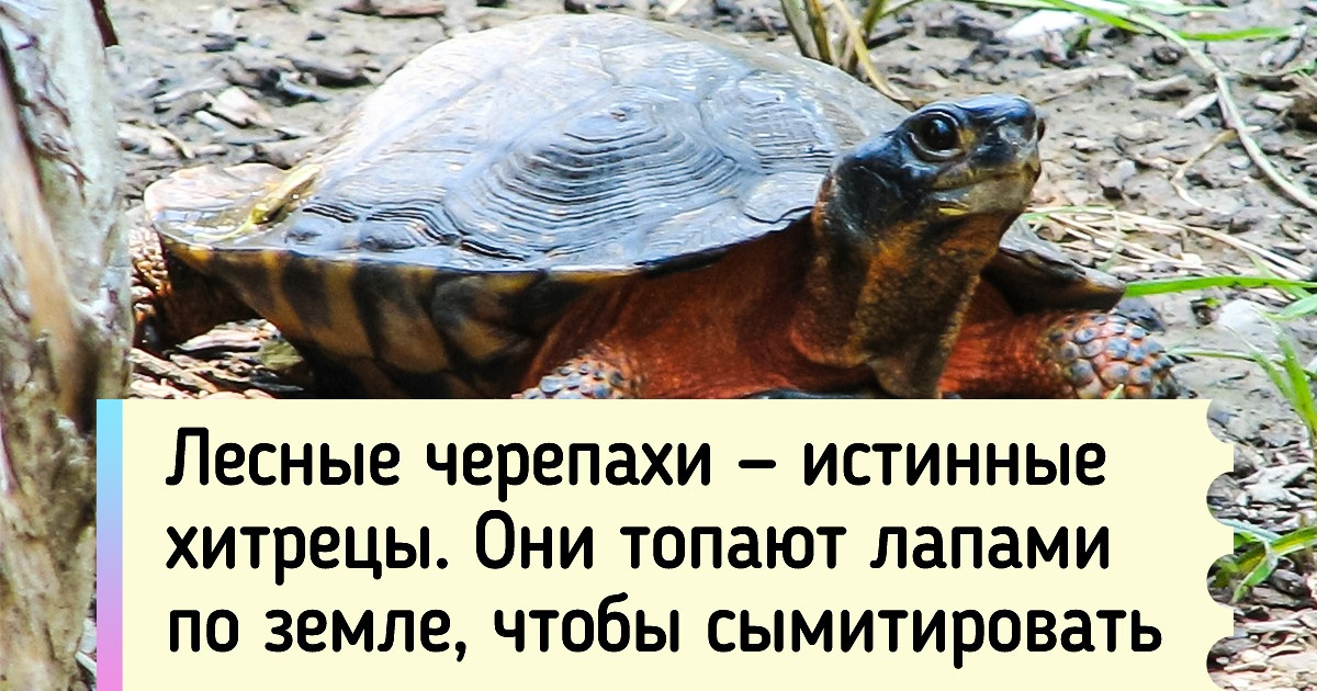 14 фотофактов о животных, которые кажутся безумием, но это правда 14 фотофактов о животных, которые кажутся безумием, но это правда