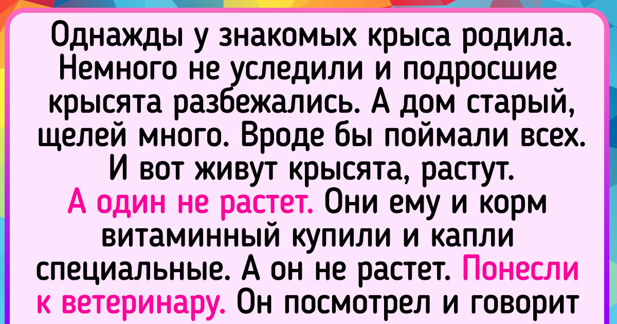 15 жизненных историй, которые поймут только те, у кого есть домашние любимцы 15 жизненных историй, которые поймут только те, у кого есть домашние любимцы