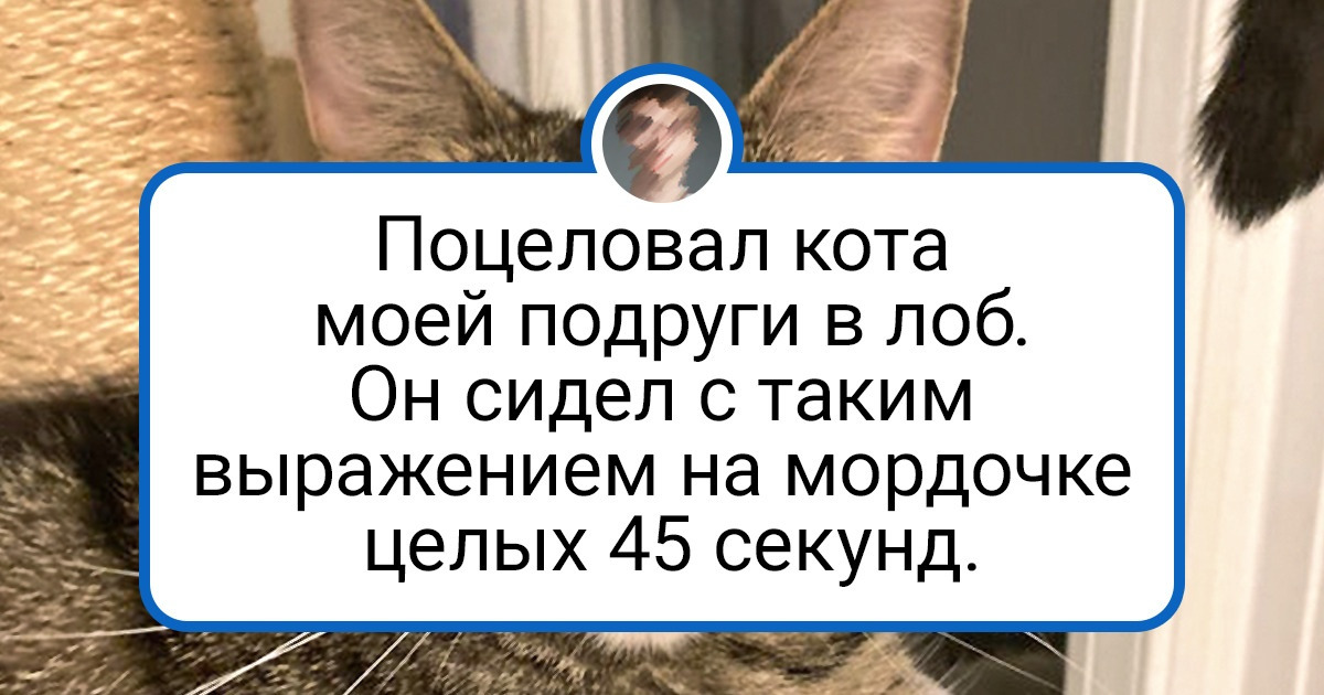 16 животных с колючим характером, которые не дают хозяевам забыть, кто в доме главный 16 животных с колючим характером, которые не дают хозяевам забыть, кто в доме главный
