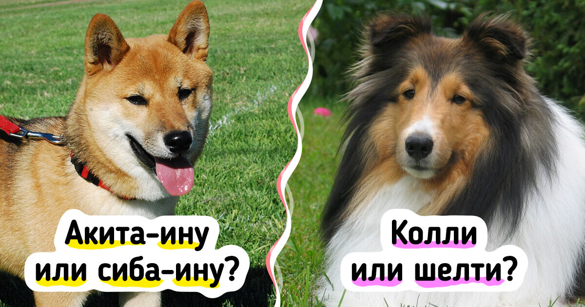 Сможете ли вы определить породу собак, которых постоянно все путают Сможете ли вы определить породу собак, которых постоянно все путают