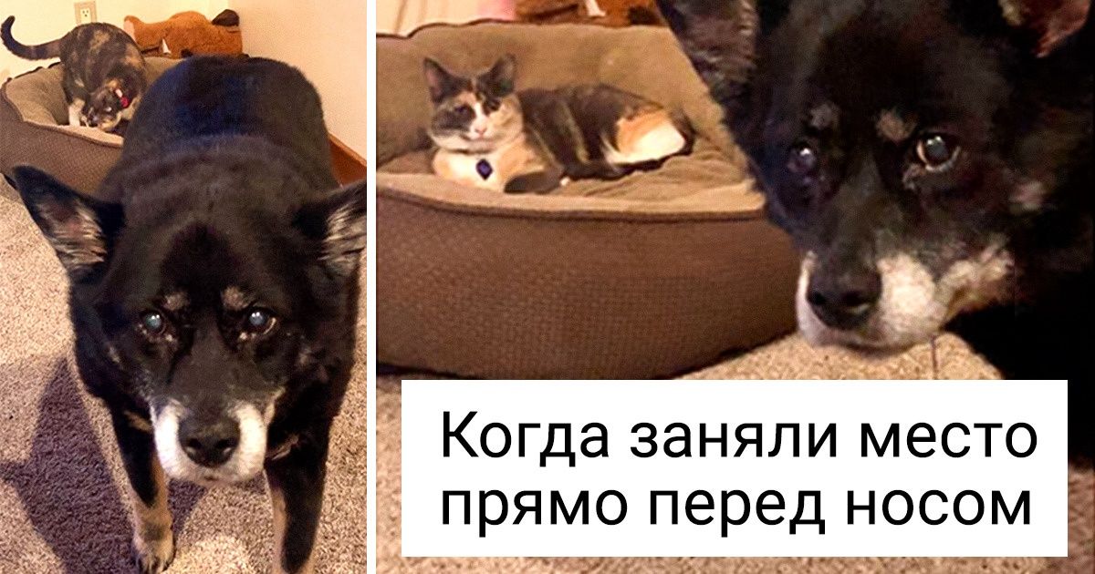 20+ котов, которые пристроили свою пушистую попу на чужое место