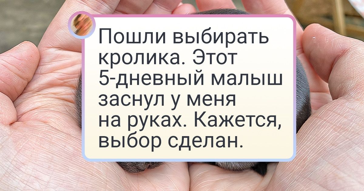 20+ умилительных фото животных, от которых ваше сердце растает, как мороженка на солнце