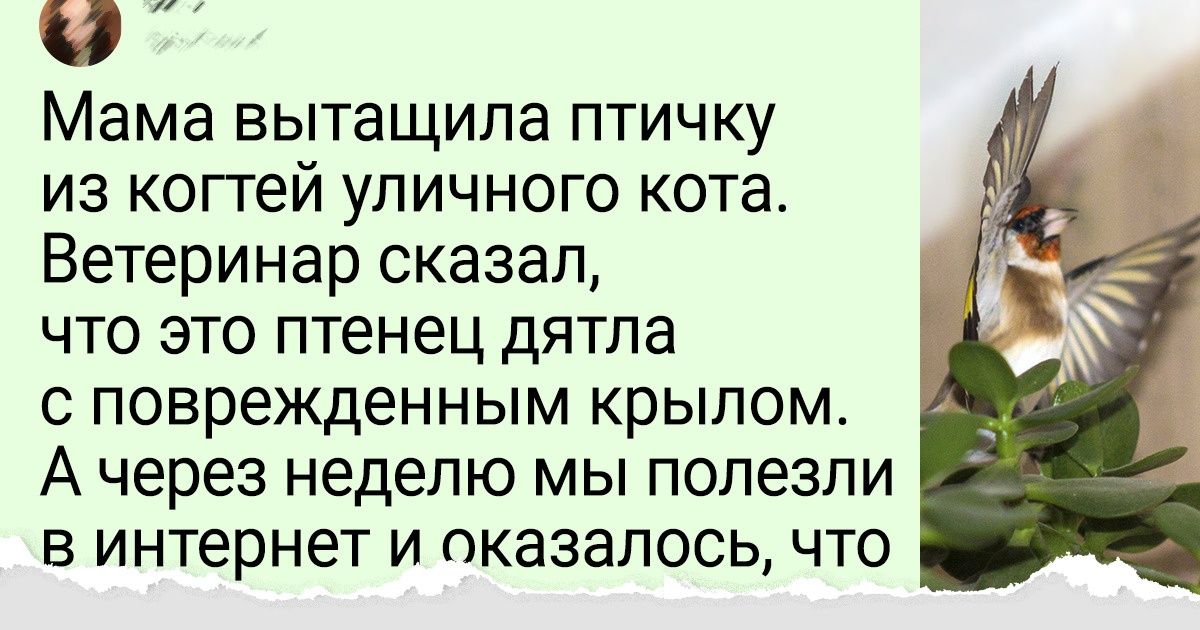 20 встреч с дикими животными и птицами, которые словно списали с диснеевских мультиков