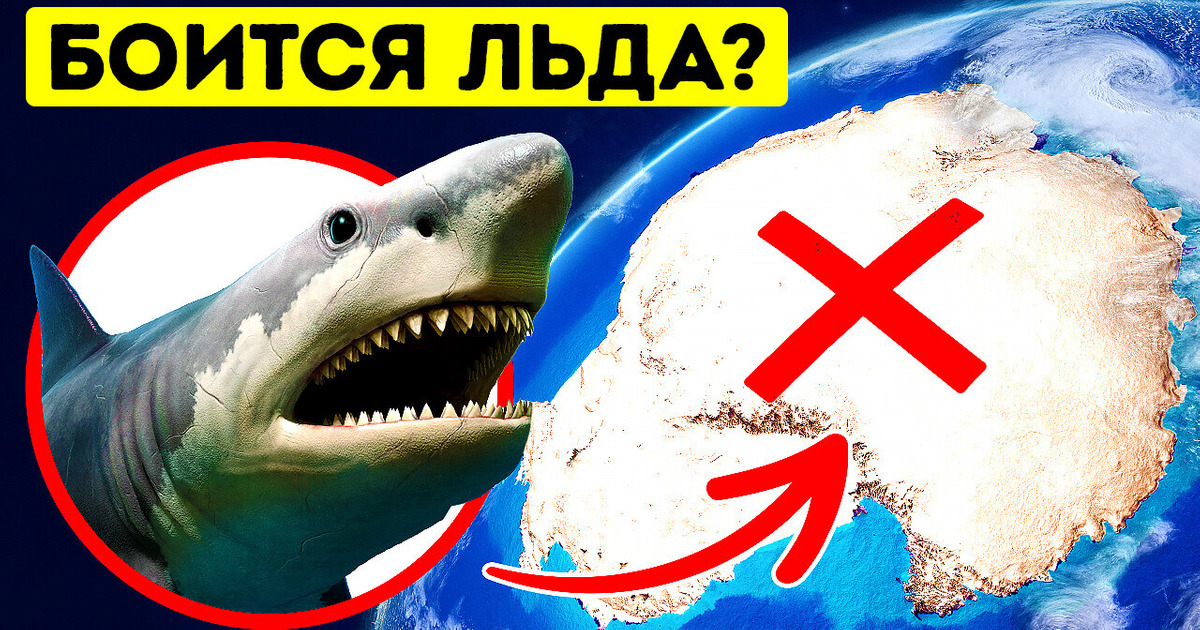 Мегалодон когда-то правил океанами, но только не возле Антарктиды Мегалодон когда-то правил океанами, но только не возле Антарктиды