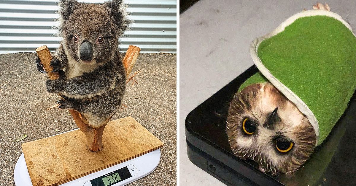 Работники по уходу за животными делятся 15+ фотографиями того, как они взвешивают своих маленьких приятелей Работники по уходу за животными делятся 15+ фотографиями того, как они взвешивают своих маленьких приятелей