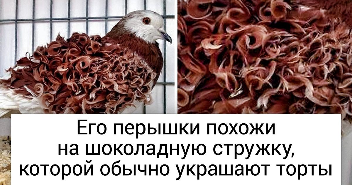 15 животных, которых природа создала во время безумного приступа креатива