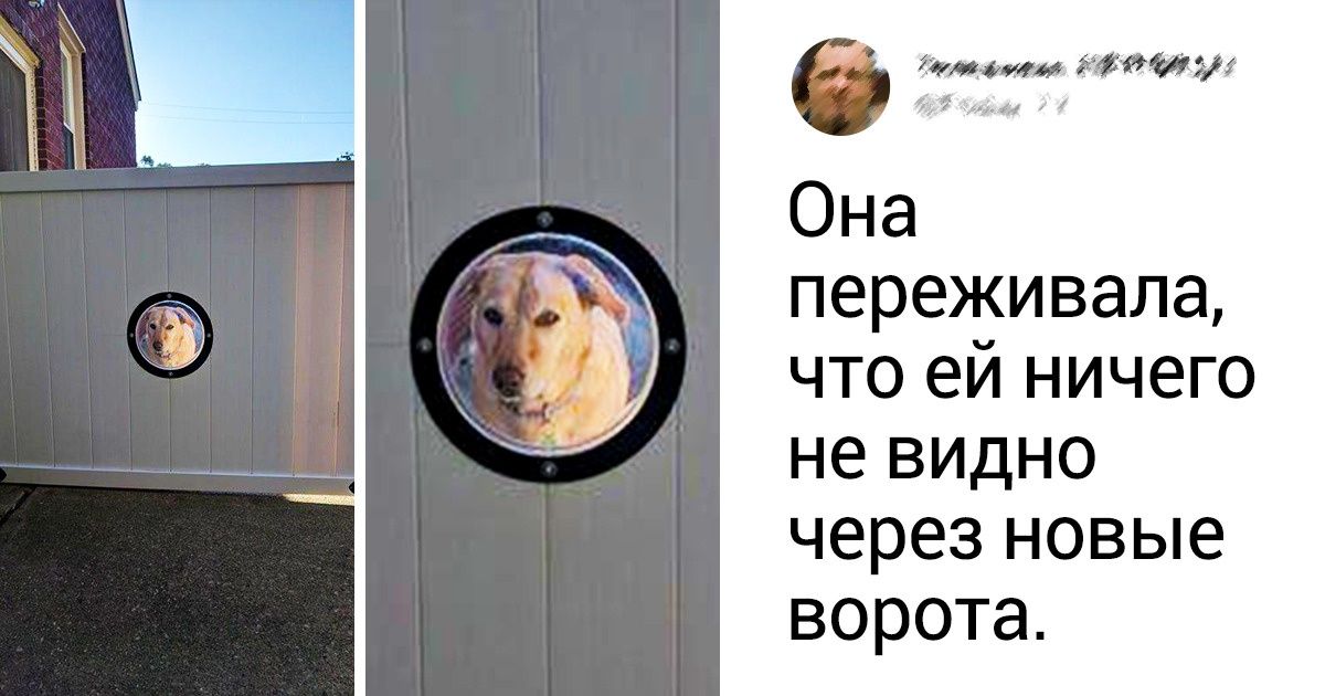 20+ животных, ради которых хозяева готовы на все