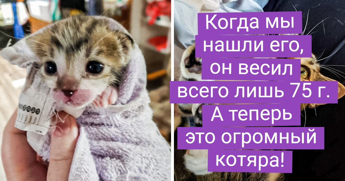 20+ пушистиков, которые из крохотных комочков превратились в шерстяных волчар и котяр