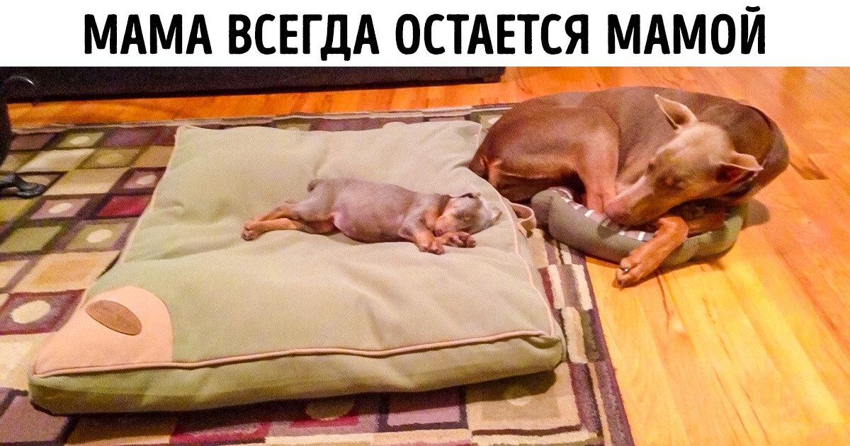 16 трогательных фото, способных растопить даже ледяное сердце