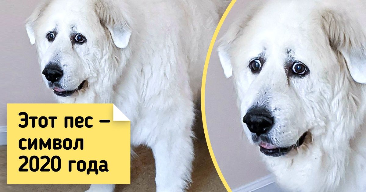 19 животных, которым природа хотела добавить изюминку, но случайно высыпала весь пакет