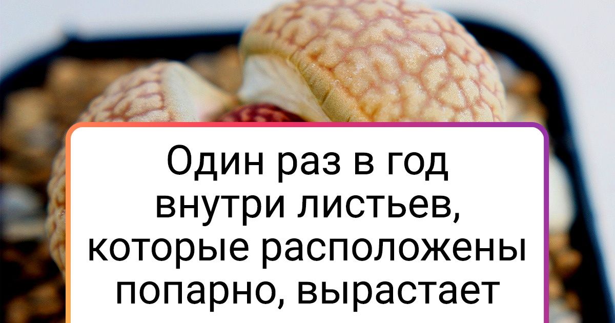 15 растений, которые на Землю явно подбросили инопланетяне, пока мы с вами дружно скролили ленту 15 растений, которые на Землю явно подбросили инопланетяне, пока мы с вами дружно скролили ленту