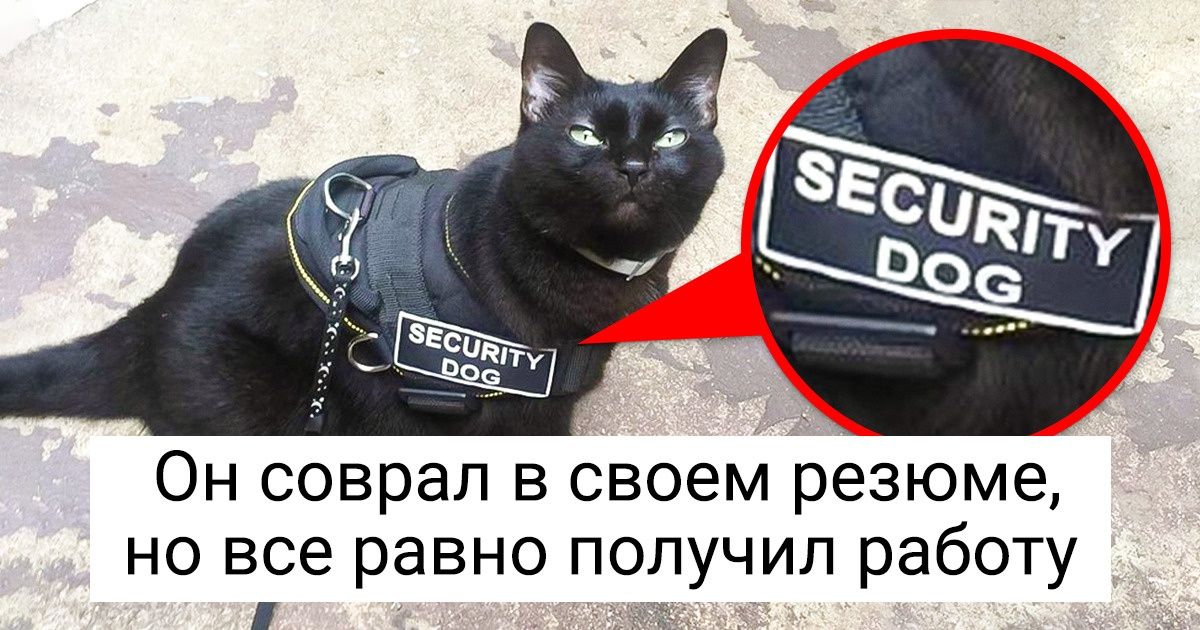 20+ кошек, которые трудятся не покладая лап