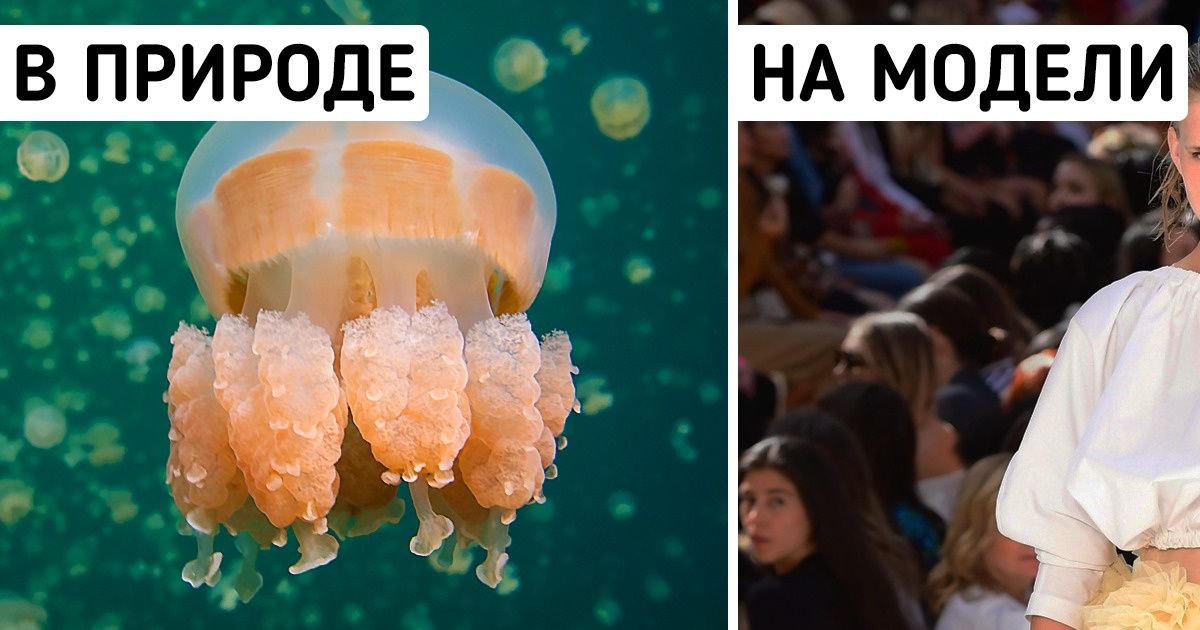 18 случаев, когда дизайнеры одежды нагло своровали идею у природы и создали шедевр 18 случаев, когда дизайнеры одежды нагло своровали идею у природы и создали шедевр