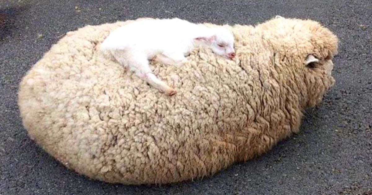 18 животных, которые согласны только на 100 % внимания от своих мам