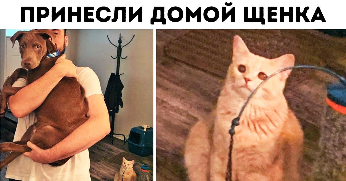 20 животных, у которых произошла маленькая драма
