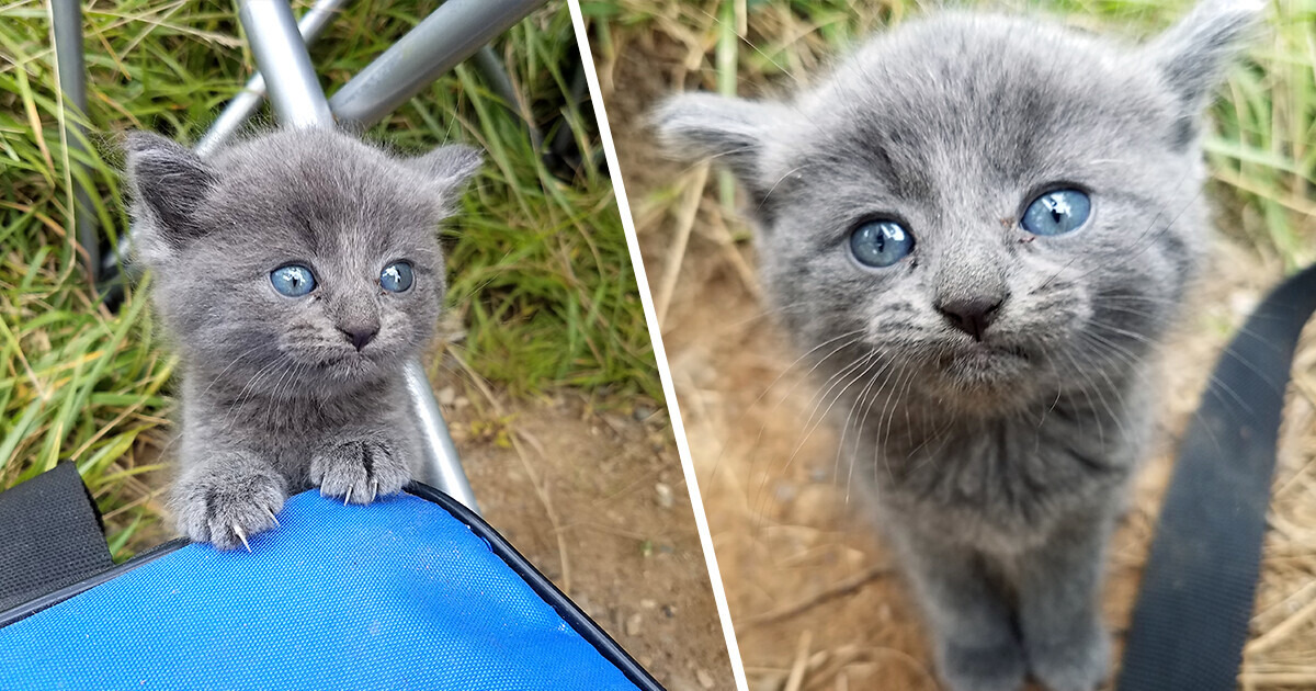 Бездомный котенок наткнулся на рыбака и очень настойчиво попросил его приютить. И мужчина не устоял Бездомный котенок наткнулся на рыбака и очень настойчиво попросил его приютить. И мужчина не устоял
