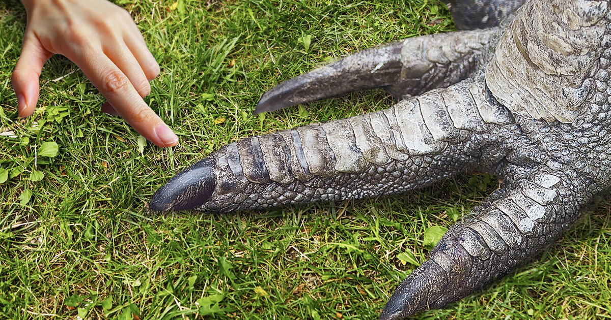 9 удивительных существ с невероятно обманчивой внешностью! 9 удивительных существ с невероятно обманчивой внешностью!