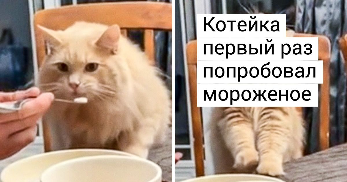 20 пушистых негодников, для которых весь мир сосредоточен в миске с едой 20 пушистых негодников, для которых весь мир сосредоточен в миске с едой