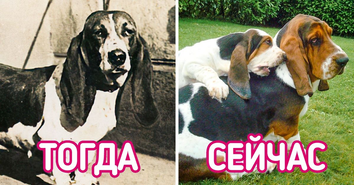 Вот как выглядели наши любимые собаки 100 лет назад Вот как выглядели наши любимые собаки 100 лет назад