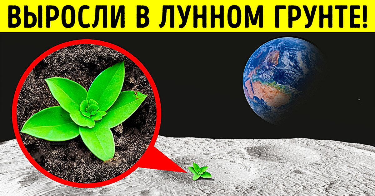 Ученые успешно вырастили растения в лунной почве