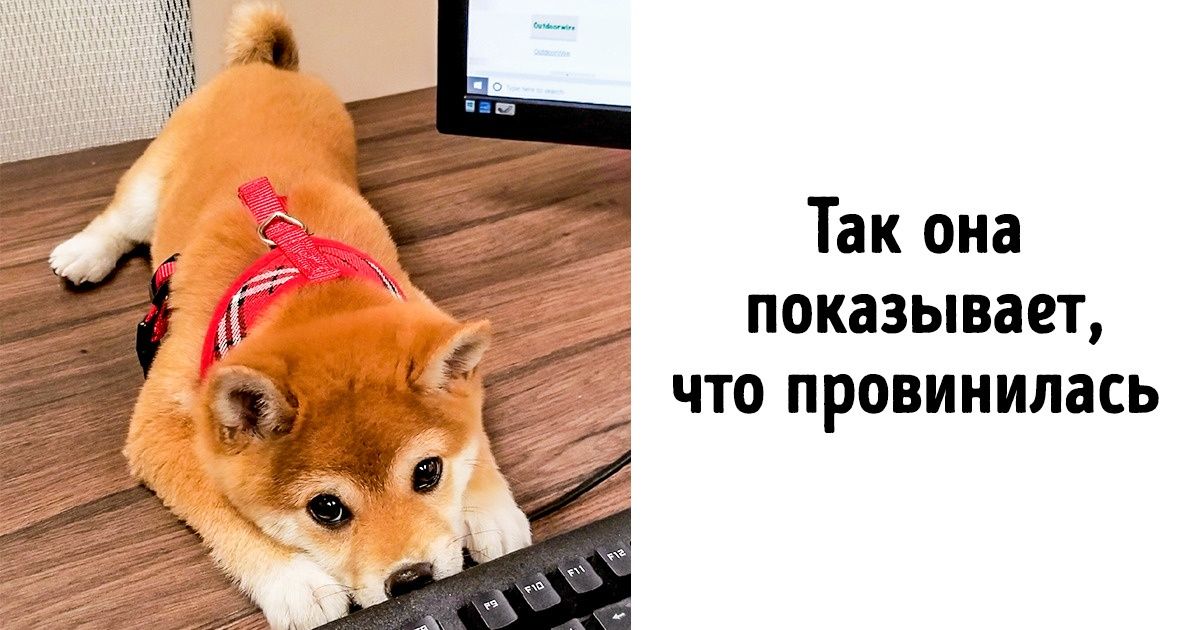 19 фото о трогательной любви между животным и человеком