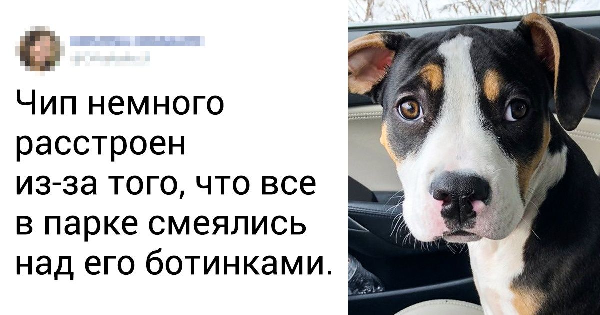 30 животных, которые своими пушистыми лапками разгонят все хмурые тучи над вами