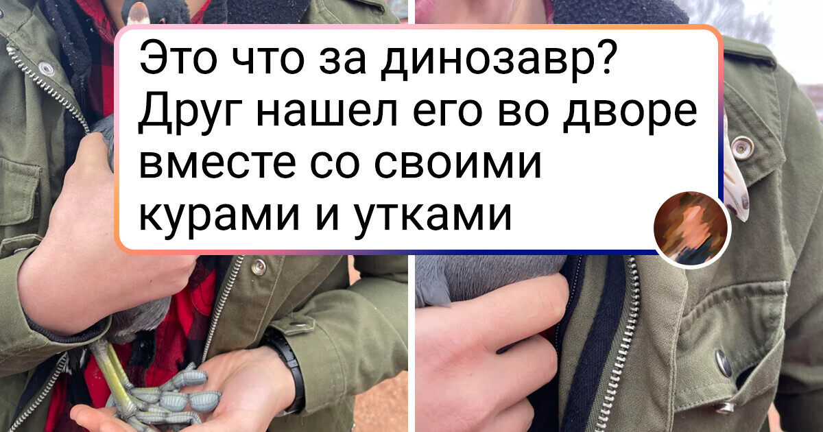 13 фото животных, которые поставили пользователей сети в тупик 13 фото животных, которые поставили пользователей сети в тупик