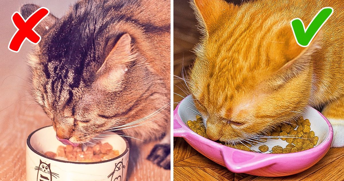 Как правильно ухаживать за домашним животным в жару, чтобы потом не пришлось бежать к ветеринару