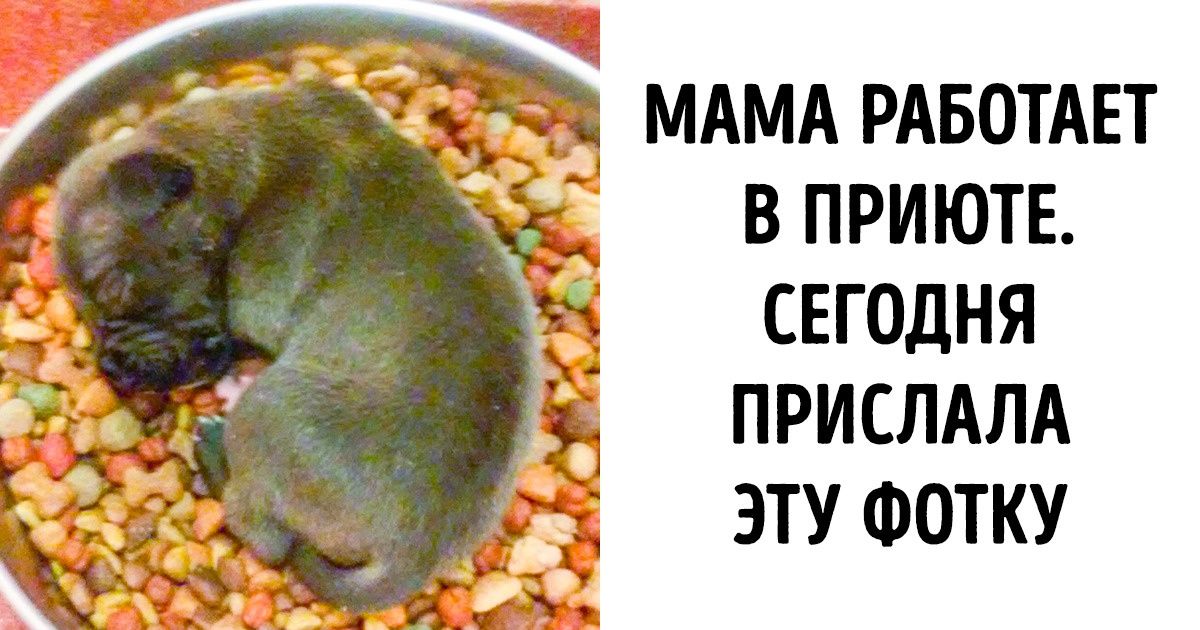 16 доказательств того, что работа волонтера в приюте для животных — сложное, но благодарное дело 16 доказательств того, что работа волонтера в приюте для животных — сложное, но благодарное дело