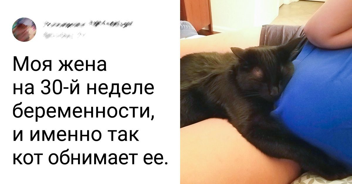 20+ котов, которые не представляют жизни без своего человека