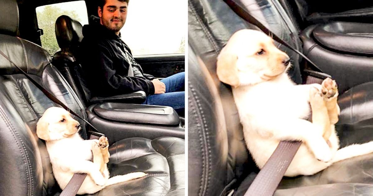 27 фотографий кошек и собак, которые заставят вас забыть обо всех проблемах