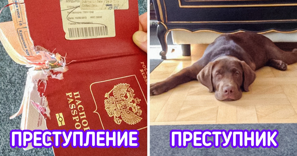 20+ хвостатых хулиганов, которые совесть на вкусняшку променяли и в ус не дуют 20+ хвостатых хулиганов, которые совесть на вкусняшку променяли и в ус не дуют