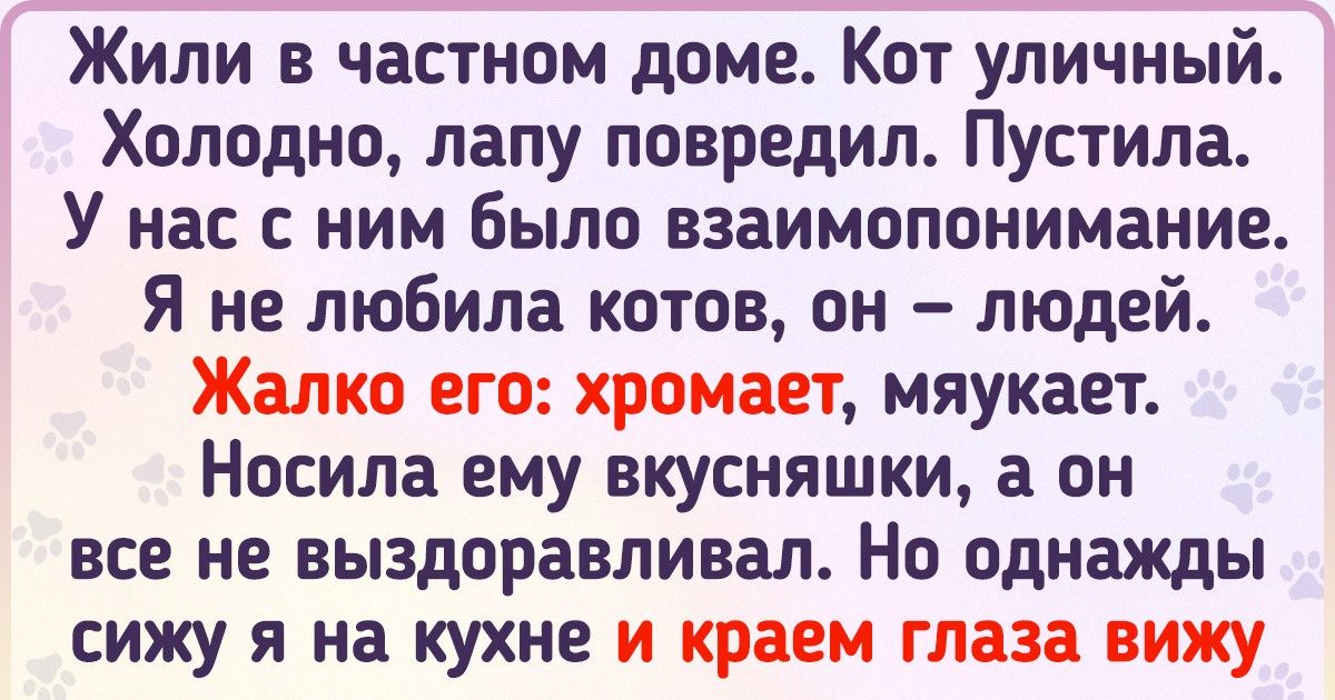 17 доказательств того, что у котов есть не только лапки, но и развитый интеллект 17 доказательств того, что у котов есть не только лапки, но и развитый интеллект
