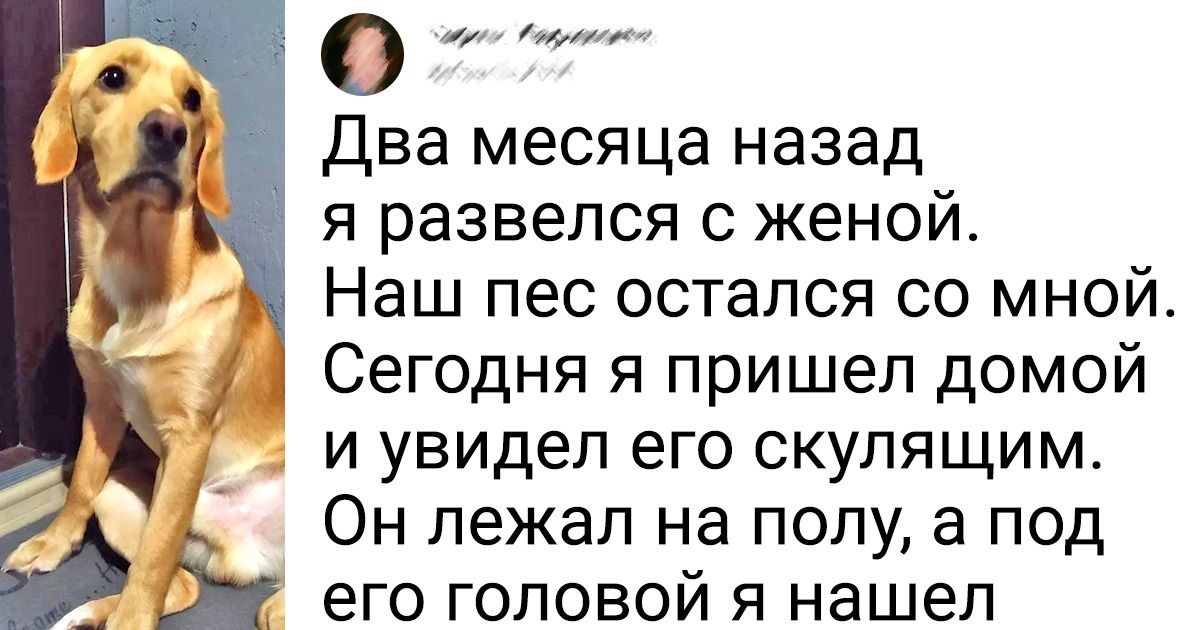 15+ хозяев, которые были готовы ко всему, но питомцы все равно смогли поразить их в самое сердце 15+ хозяев, которые были готовы ко всему, но питомцы все равно смогли поразить их в самое сердце