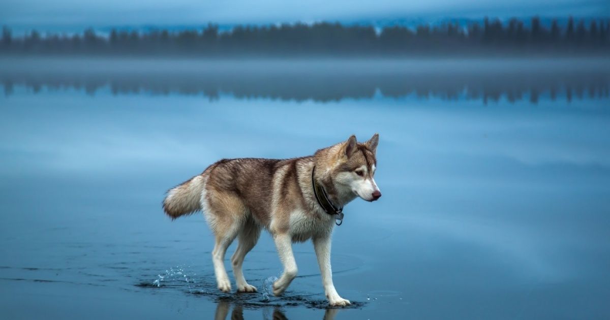 25 лучших снимков National Geographic 2015 / AdMe