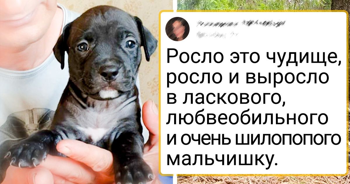 17 пушистиков, которые из милых крошек превратились в здоровенных красавцев 17 пушистиков, которые из милых крошек превратились в здоровенных красавцев